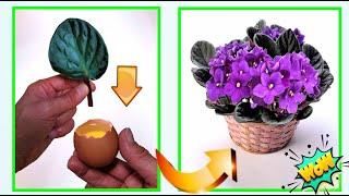 SUPER TRICKS, PUT A LEAF IN AN EGG AND MULTIPLE THE PLANTS TO INFINITY, SUPER FIRITURE :-)