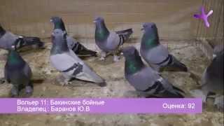 2013.01.12-13 Часть/Part 1: Выставка голубей в Воронеже / Pigeons Show at Voronezh (Russia)_