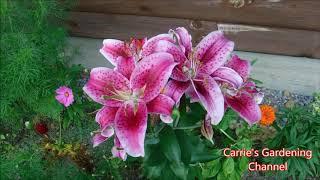 How To Grow Stargazer Lilies, Where To Plant Stargazer Lilies, Oriental Stargazer Lilies