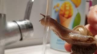 Snail drinks water and takes bath