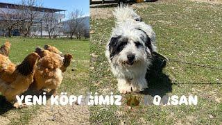 YENİ KÖPEĞİMİZ GELDİ - SUSSEX VE AUSTRALORPLARDA SON DURUM - BRAHMALARIN KEYFİ YERİNDE