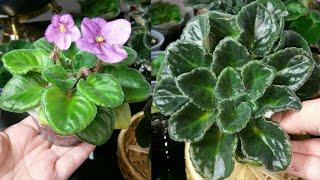 Mis Secretos para Hojas Brillantes!Como uso Sal Epsom en Violetas Africanas #jardineria
