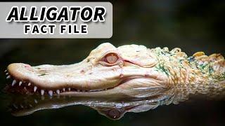 Alligator Facts: the CHINESE & AMERICAN ALLIGATOR  Animal Fact Files