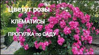 ПРОГУЛКА по САДУ. Цветут розы, клематисы, многолетники.  22 мая 2024г.