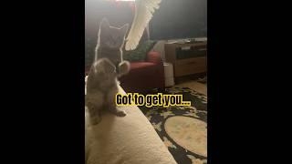 Kitten on a Croft - Get the Feather…again! #Cute Cats and Kittens #youtube shorts #Kitty #love cats