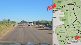 We drove @ Kruger from Orpen gate to Crocodile bridge gate [ EPIC sightings ]