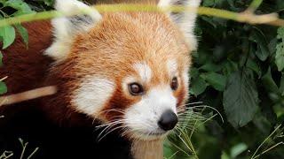 Panda červená, Red Panda, Westlicher Kleiner Panda, Kleine panda, Малая панда, Pandka ruda