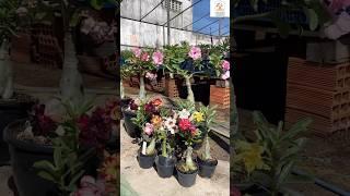 Rare Imported Adenium Plant Online Sale  #adenium #plants #flowers #garden