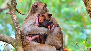 Love Of Young Monkey Jea_/lous With Little Baby Need Mama Give Warn Hugging.