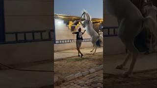 Smart Horse  #horse #horselover