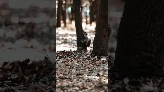 [PointFOOTAGE] Animals - rodents squirrel brown autumn forest - Vertical XLS - 12102325