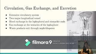 phoronida presentation