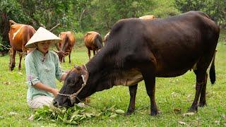 Cutting Grass For COWS TO EAT, Harvesting GOOSE EGGS...Goes To The Market Sell | Phương Farm Life