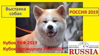 Интернациональная выставка собак  всех пород Россия 2019 / International dog show Russia 2019