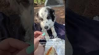 Dogs of Dog Tales - Bandit's Adventure #doglife #rescuedog