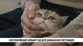 Неспокойный Новый год для домашних питомцев