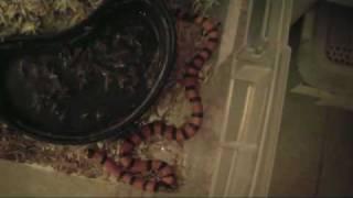 My Exotic Pet Room