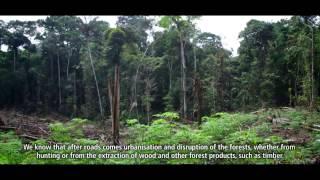 A forest of opportunities in Ecuador