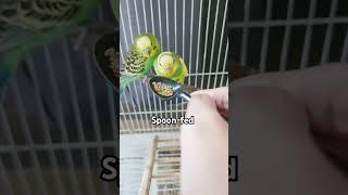 budgie  #birds #lovebird #budgies #feeding #handfed #pets #petbird #mypet