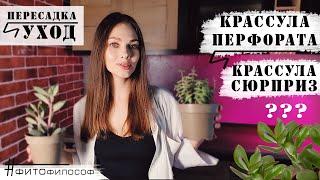 Пересадка двух необычных КРАССУЛ. Какой ГРУНТ и УХОД за ТОЛСТЯНКОЙ или ДЕНЕЖНЫМ ДЕРЕВОМ.