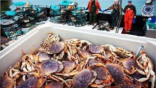 Crab, Oyster, Groundfish Fishing and Processing - Amazing Seafood Catching  - Fishing Videos