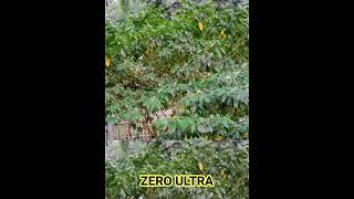 INFINIX ZERO ULTRA VS SAMSUNG GALAXY S22 ULTRA TESTE CAMERA