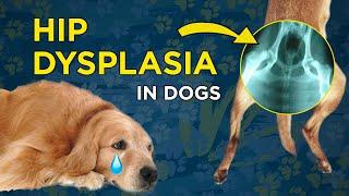 Hip Dysplasia in Dogs - VetVid Dog Care Video