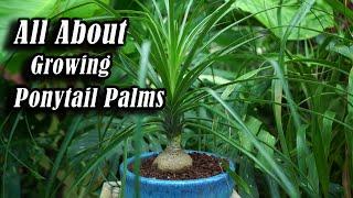 Growing Ponytail Palms || Brown Leaf Tips || Troubleshooting