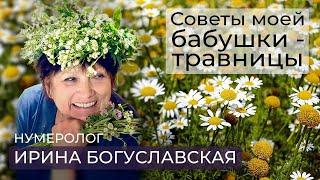 Нумеролог Ирина Богуславская о целебных свойствах росы и пользе цикория /Народная медицина