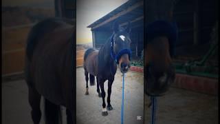 Chcielibyście przejechać się na Afrodytce?(koń na filmie🫶) #top #horse #cute #sweet #foryou #xd