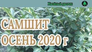 Самшит Сезон осень 2020 года (Обзор)питомник Хвойный дворик