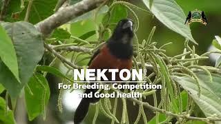 NEKTON Products, Official Distributor Quality Breed