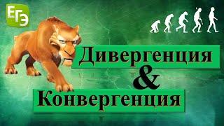 Дивергенция и Конвергенция: как запомнить?!