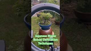 ‘Kiyohime’ Dwarf Japanese Maple Full Defoliation Demonstration #momiji #紅葉 #japanesemaple #garden