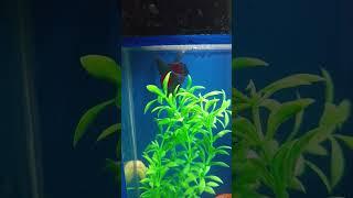 small betta fishtank setup #aquarium #bettafish #aquahobby #freshwateraquarium