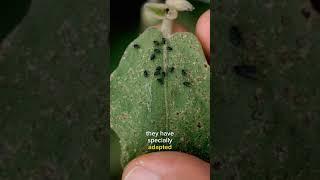 Flea Beetles #TriviaTime #DidYouKnow #FascinatingFact #FactOfTheDay #KnowledgeNuggets #LearnEveryday