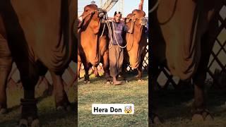 Hera don sultan  cow mandi 2025 #mandi #shortsfeed