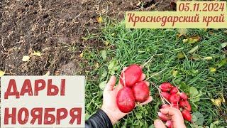 Краснодарский край. 05.11.2024. Наш урожай ноября.