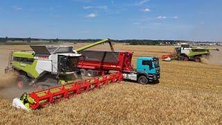 2 x CLAAS LEXION 8600TT bei der Gersteernte / Abfahrer Lamborghini R8.270 & MAN / Ernte 2024 / 4K