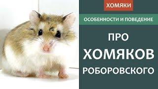 Хомяк РОБОРОВСКОГО - кто это?