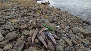 Рыбалка#Хариус#Закрываем сезон.Fishing. Grayling. Closing the season.