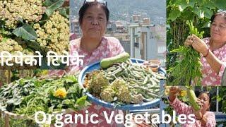 Massive Harvesting Of Organic Summer Vegetables From My Rooftop Terrace Garden #gardening #organic
