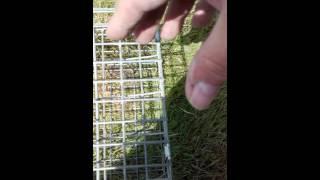 Rabbit trapping the hard way!