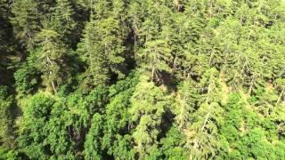 SOĞUKSU: a forest in steppe