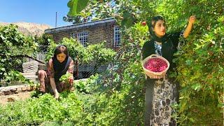 VILLAGE LIFE IN IRAN: AMAZING COOKING & FRESH CHERRY RECIPES FROM THE GARDEN