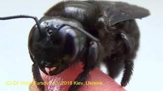 Angry Monster or Kind Carpenter Bee? Who is It? How Do They Live? Bee Xylocopa violacea (Apidae).