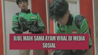 JADI INI OJOL MAIN SAMA AYAM YANG VIRAL ITU? KEREN JUGA