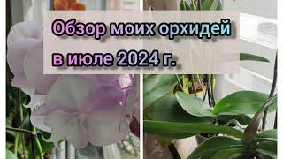 Обзор моих орхидей в июле 2024 г.#обзор#flowers#orchid#original#орхидеи