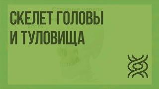 Скелет головы и туловища. Видеоурок по биологии 8 класс