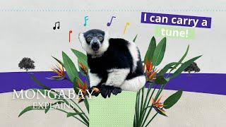 What singing lemurs can tell us about the origin of music